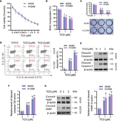 Toxicarioside O Inhibits Cell Proliferation and Epithelial-Mesenchymal Transition by Downregulation of Trop2 in Lung Cancer Cells